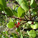 rhamnus ilicifolia